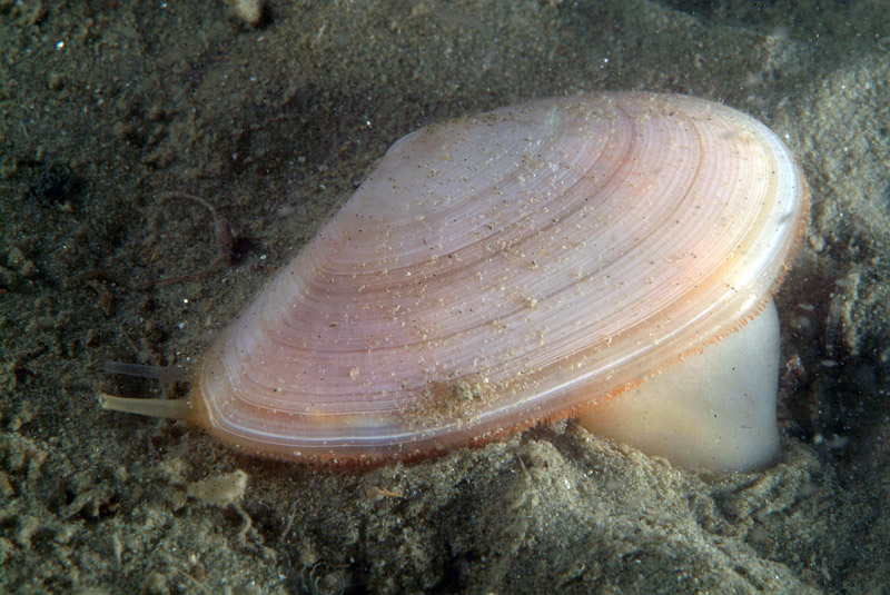 Tellina nitida